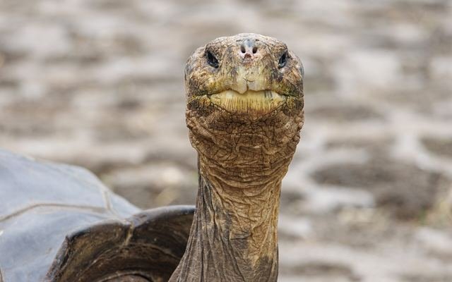 A Galapagos giant tortoise