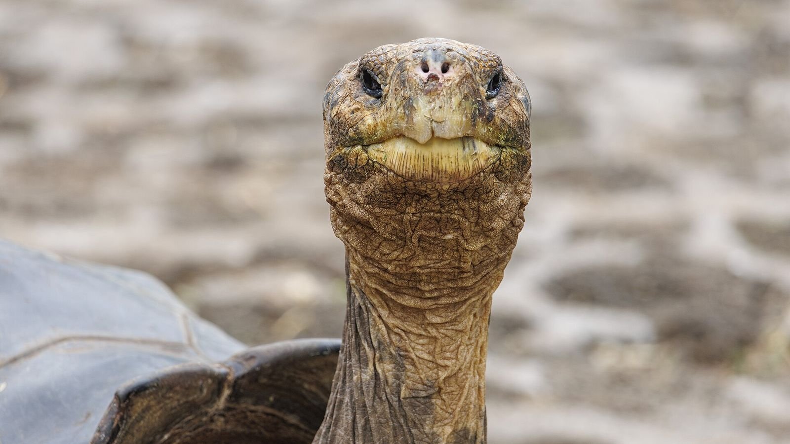 A Galapagos giant tortoise